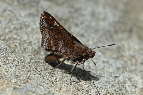 Lerema lumina