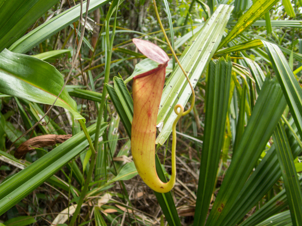 Nepenthes mirabilis, Koh Kong District, Cambodia