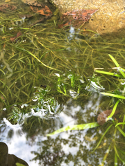 Hydrocharitaceae