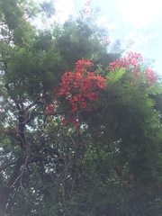 Delonix regia