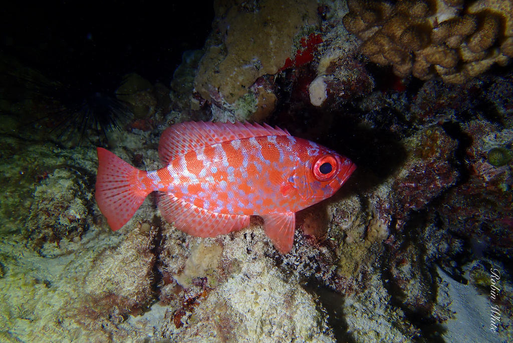 Red Big-eye