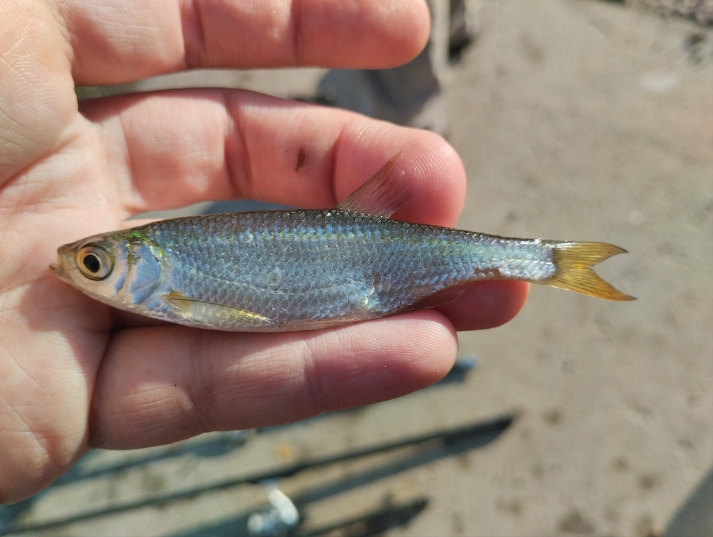 Bleak (Alburnus alburnus) — Cyprinidae