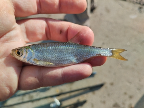 Bleak (Alburnus alburnus) — Cyprinidae