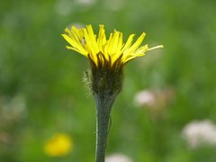 Crepis pontana
