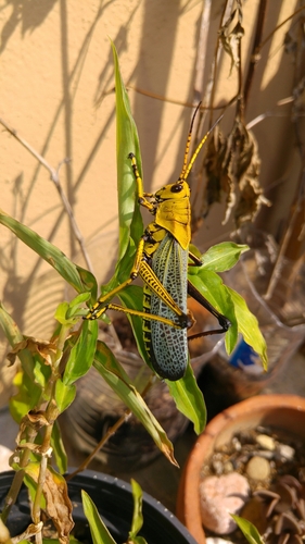 Horse Lubber Grasshopper