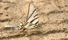 Protographium epidaus tepicus