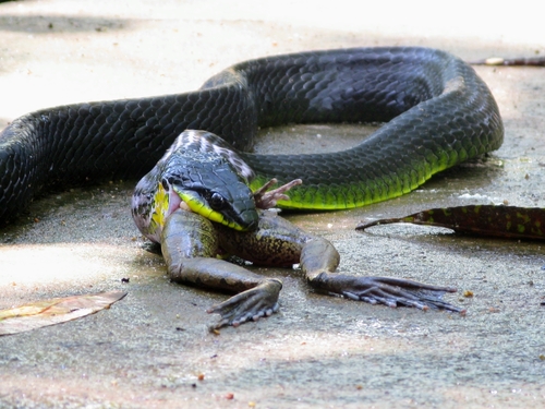 Common Tree Snake sighting