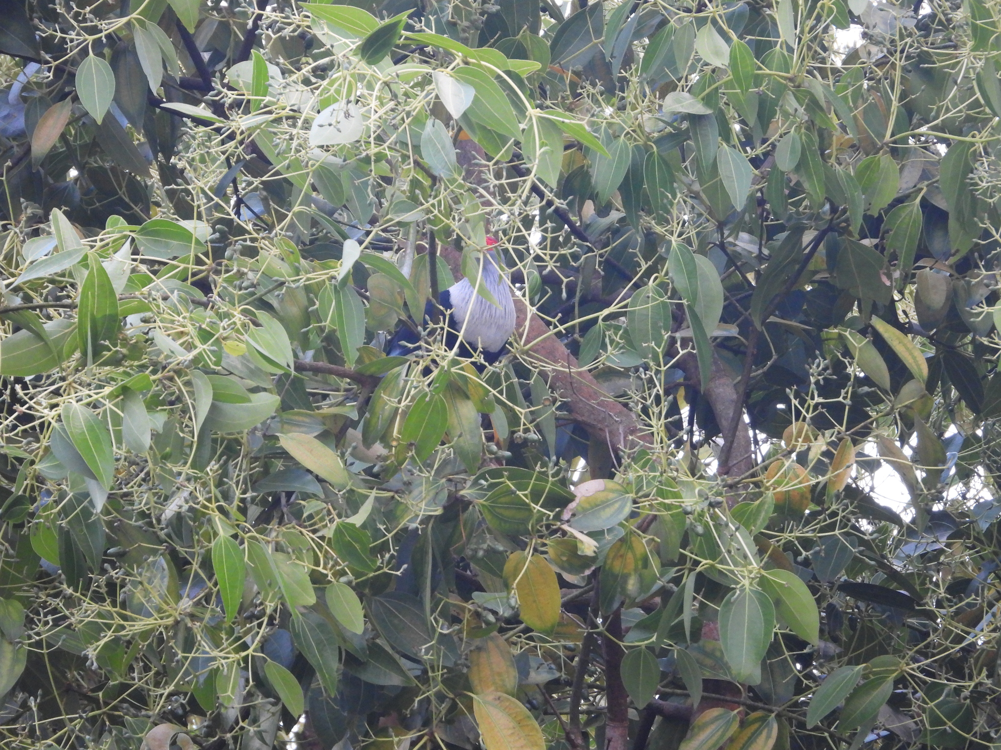 Seychelles Blue Pigeon (Alectroenas pulcherrimus), photo 8