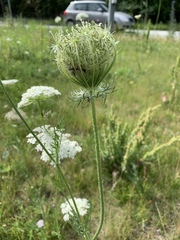 Daucus carota