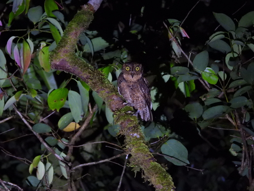 Seychelles Scops Owl (Otus insularis)