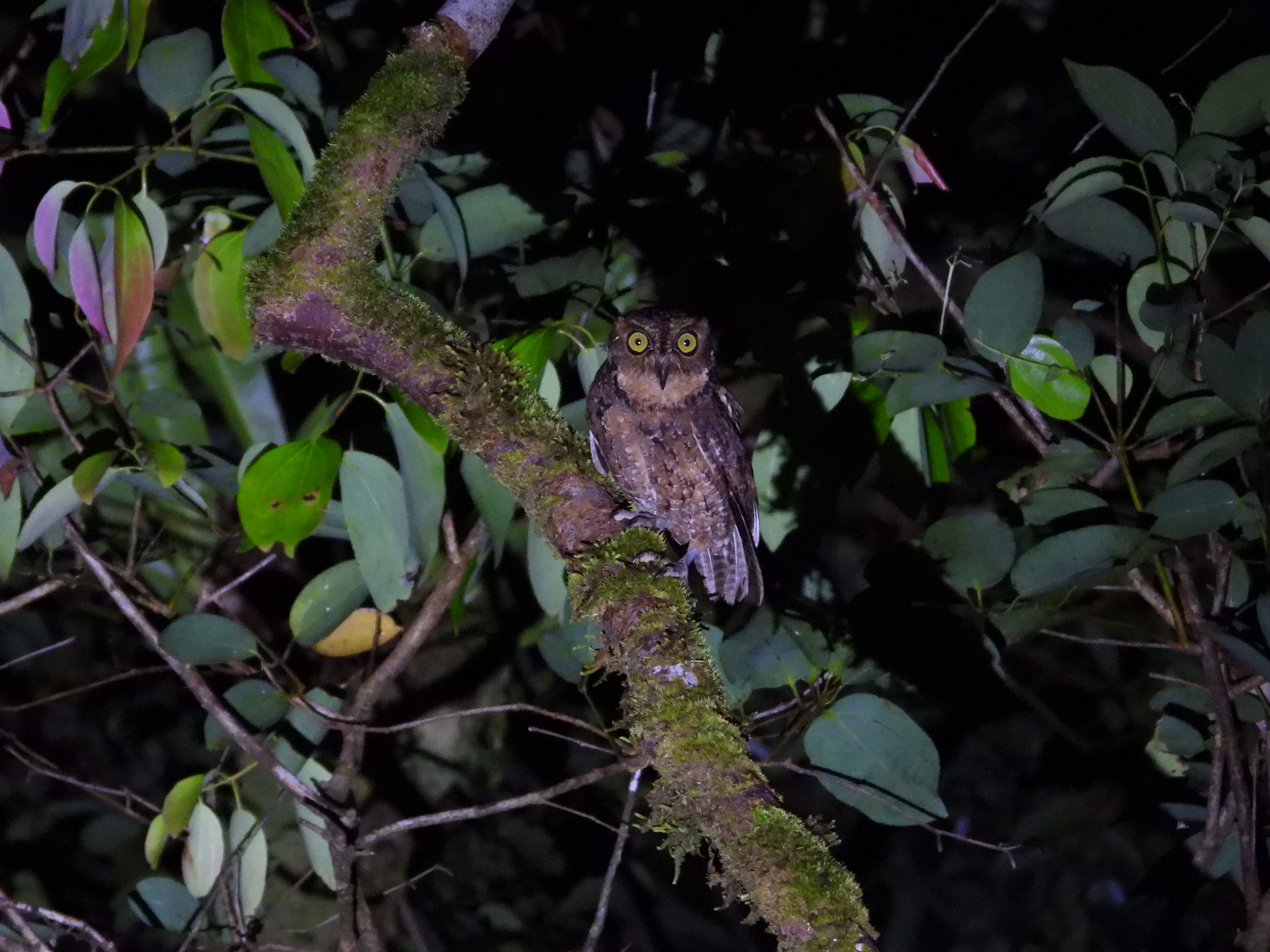 Seychelles Scops Owl (Otus insularis), photo 1