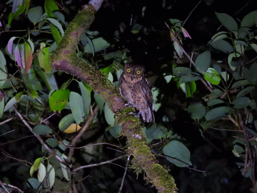 Seychelles Scops Owl (Otus insularis), photo 2