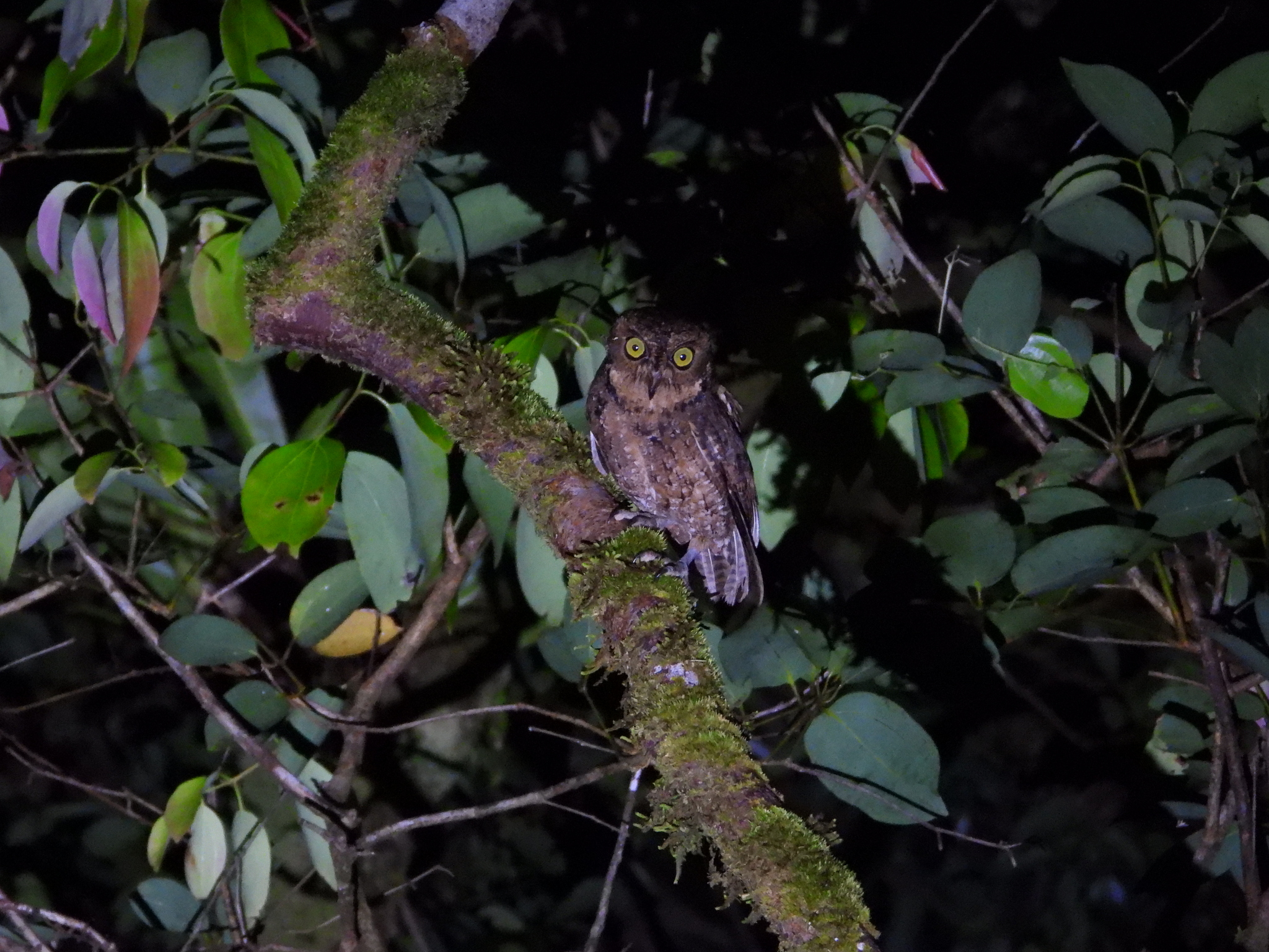 Seychelles Scops Owl (Otus insularis), photo 2