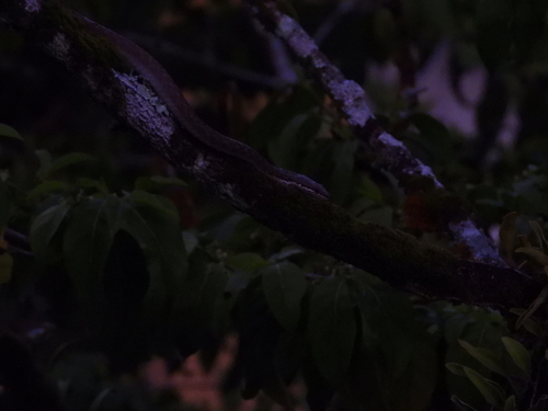 Seychelles Wolf Snake