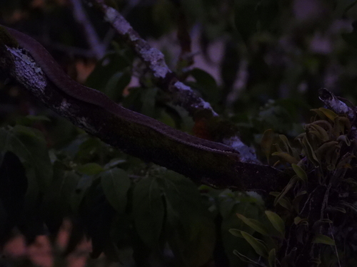 Seychelles Wolf Snake