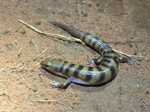 Broad Banded Sand Swimmer, Eremiascincus richardsonii