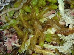 Odontoschisma sphagni