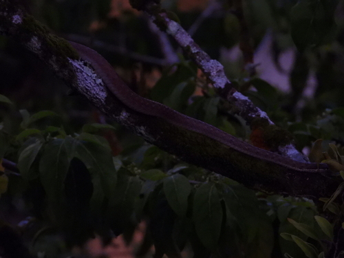 Seychelles Wolf Snake