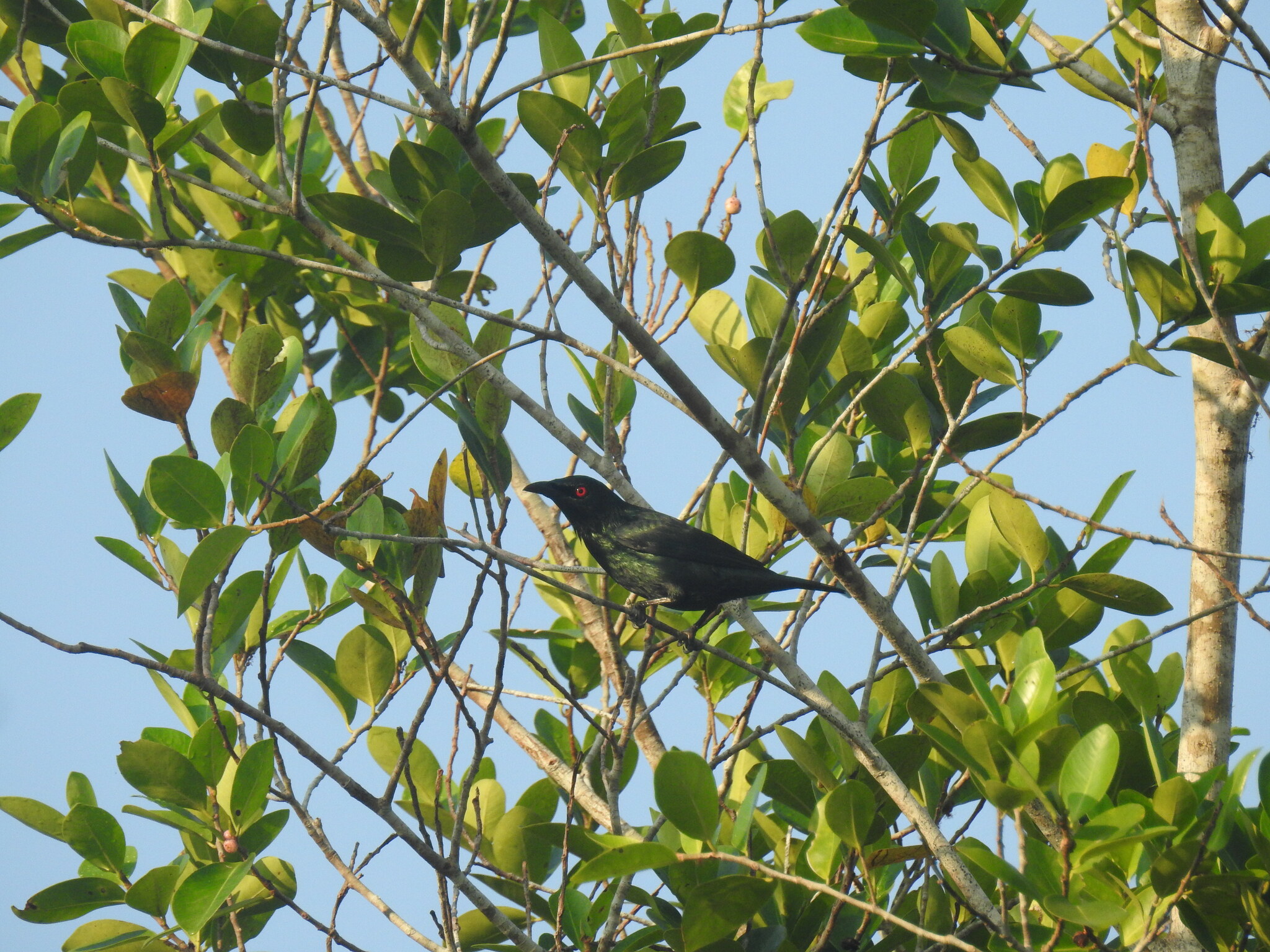 Asian Glossy Starling