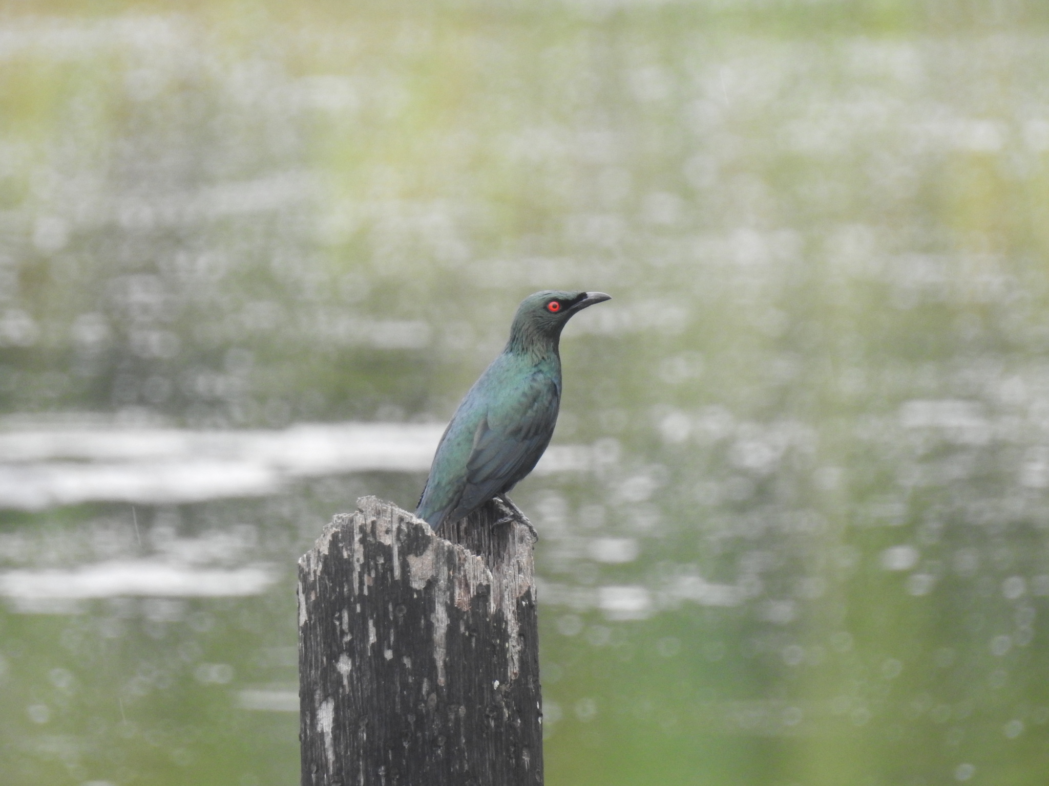 Asian Glossy Starling