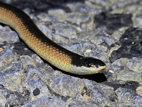 Black-naped Hooded Snake sighting