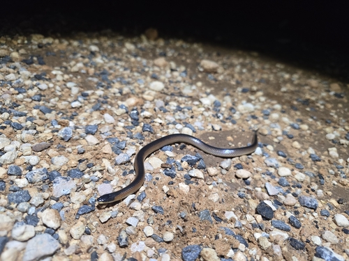 Black-naped Hooded Snake sighting