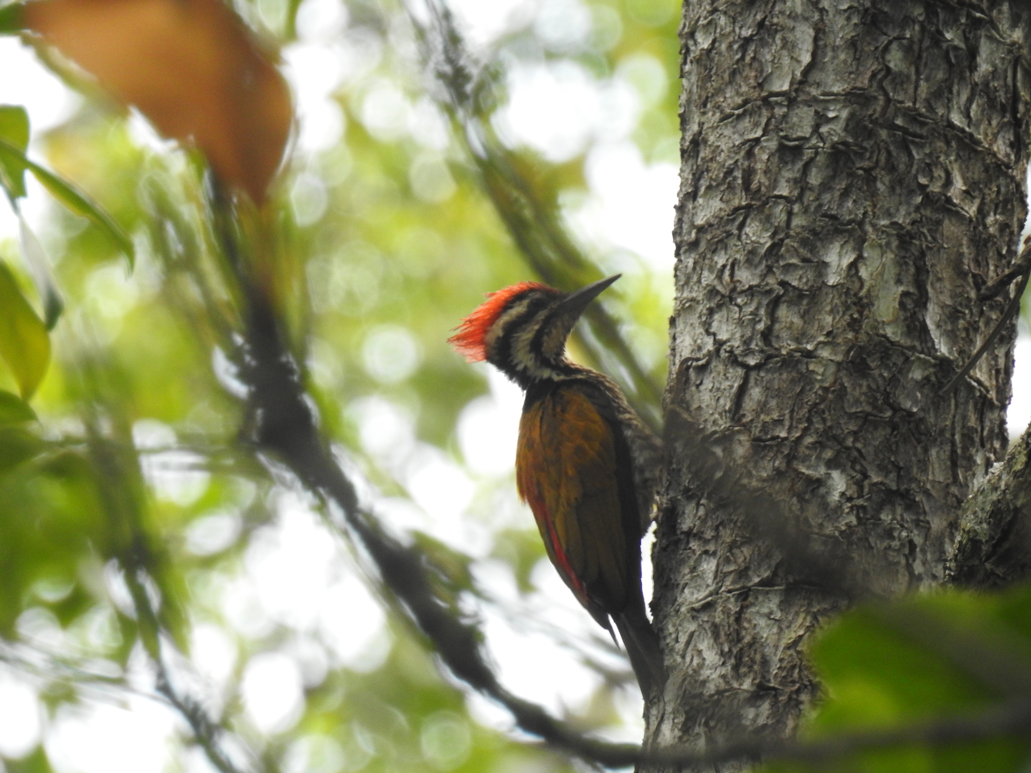 Common Flameback