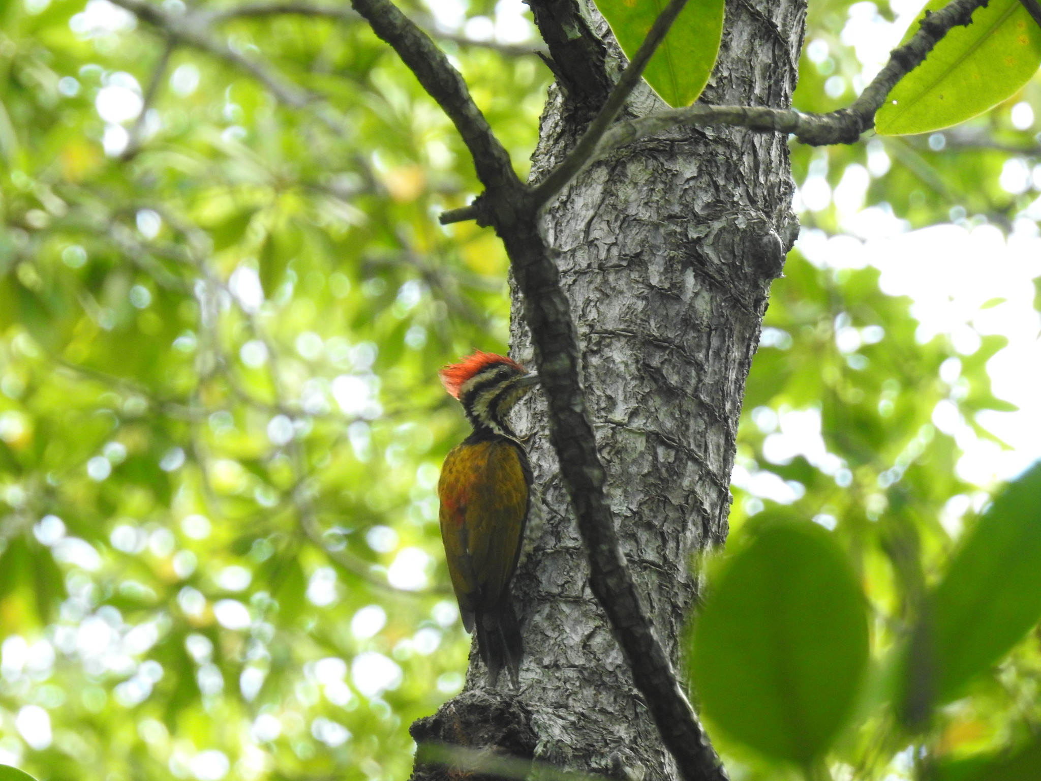 Common Flameback
