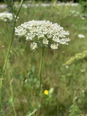 Daucus carota