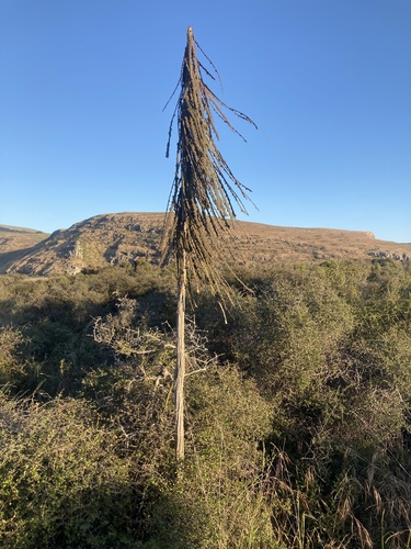 Pseudopanax ferox