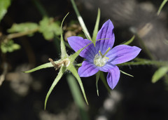 Campanula patula