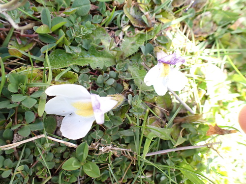 Image of Mazus radicans by no rights reserved