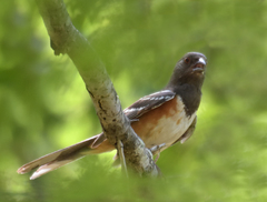 Pipilo maculatus magnirostris