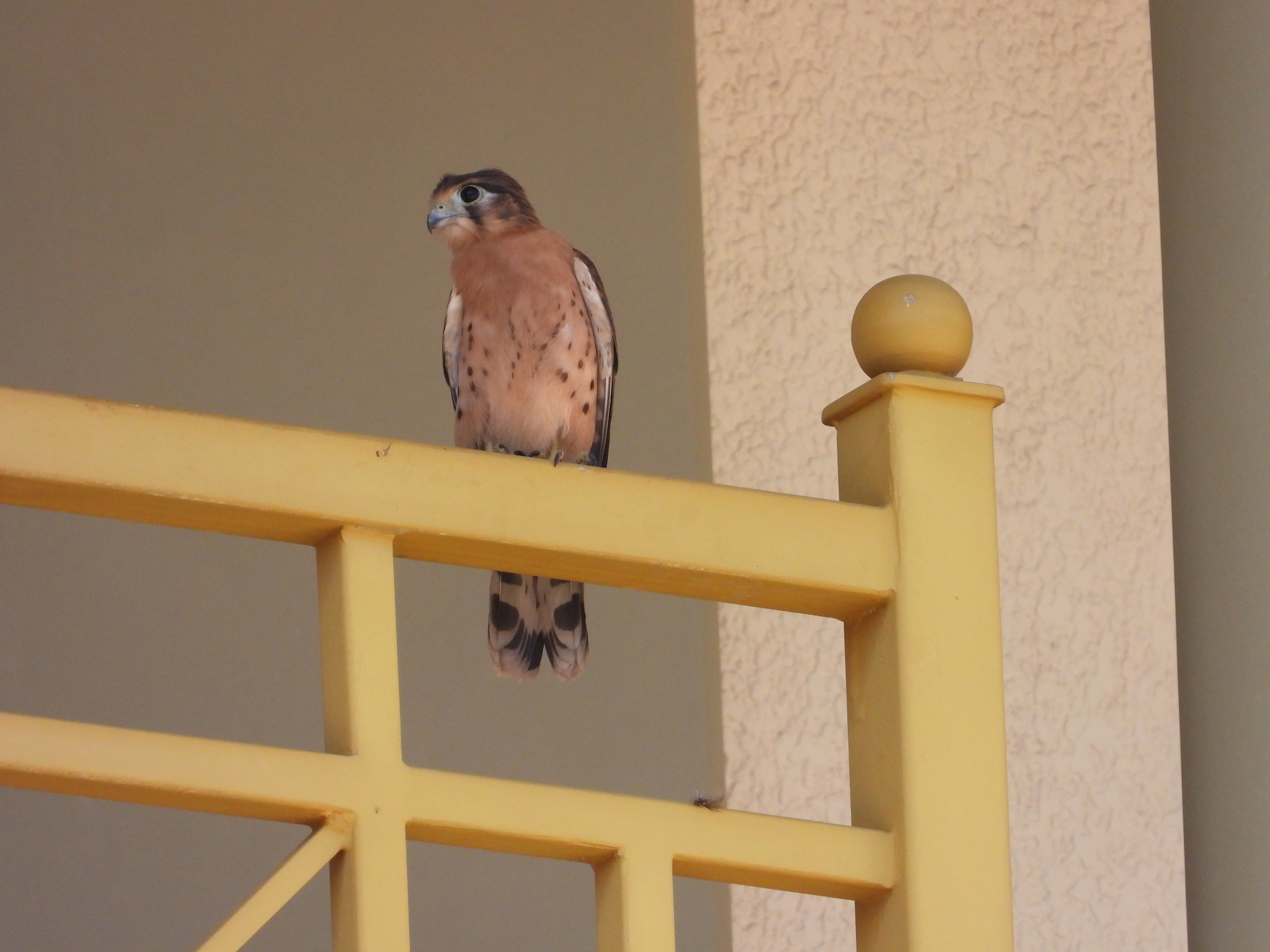 Seychelles Kestrel (Falco araeus), photo 8