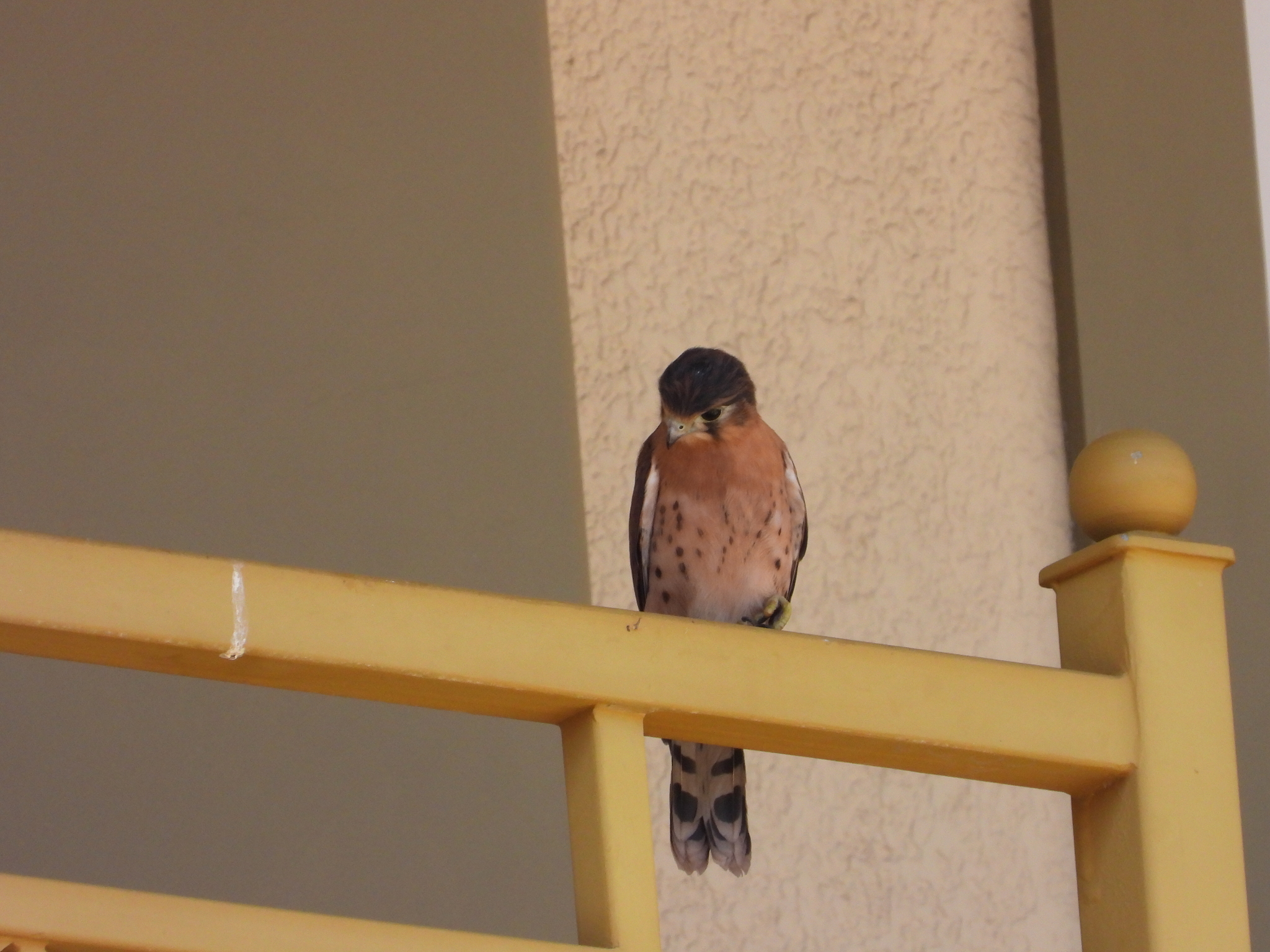 Seychelles Kestrel (Falco araeus), photo 9