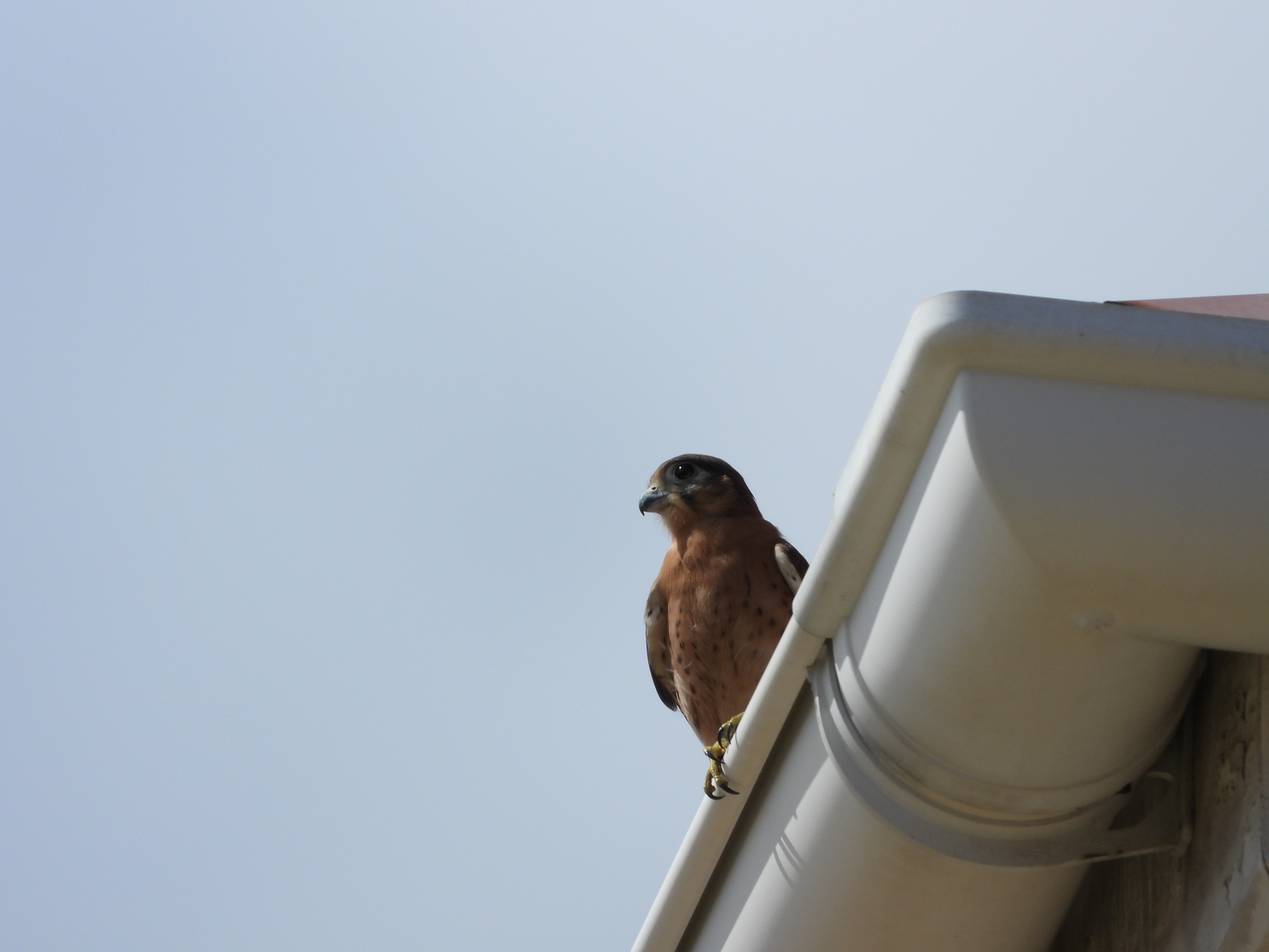 Seychelles Kestrel (Falco araeus), photo 7