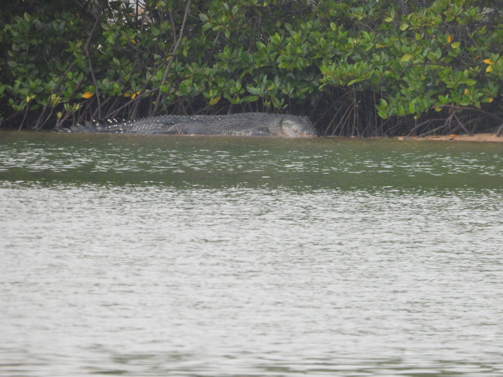 Saltwater crocodile lying low at the water's edge in front of mangroves, seen from a distance