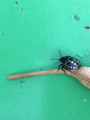 Nezara viridula