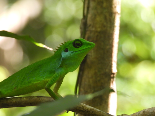 Bronchocela cristatella