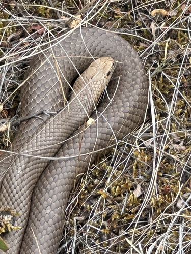Eastern Brown Snake sighting