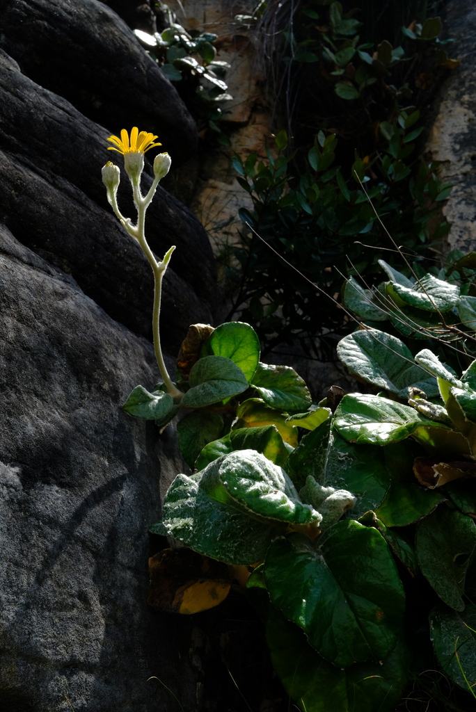 Woolly FIredaisy