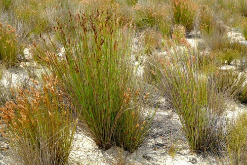 Keerom Fountainreed (Cannomois anfracta)
