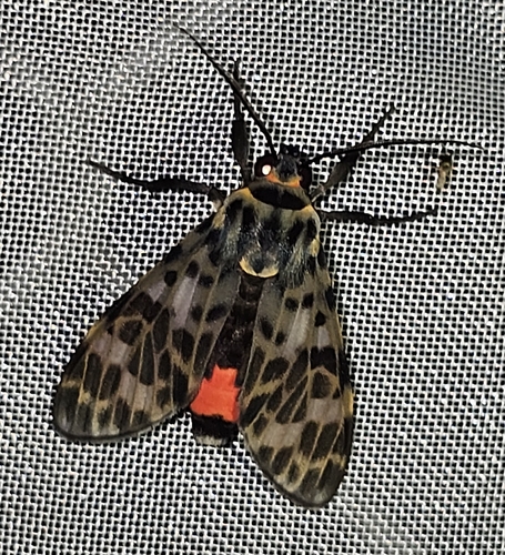 Eucereon theophanes