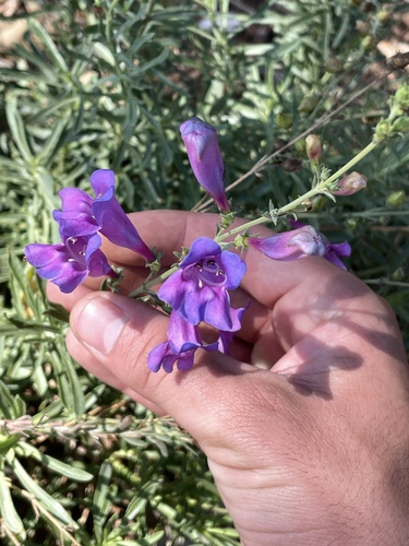 Image of Bunchleaf Penstemon (Penstemon heterophyllus) by (c) Ike Ikemori, some rights reserved (CC BY)