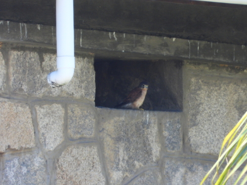 Seychelles Kestrel (Falco araeus)
