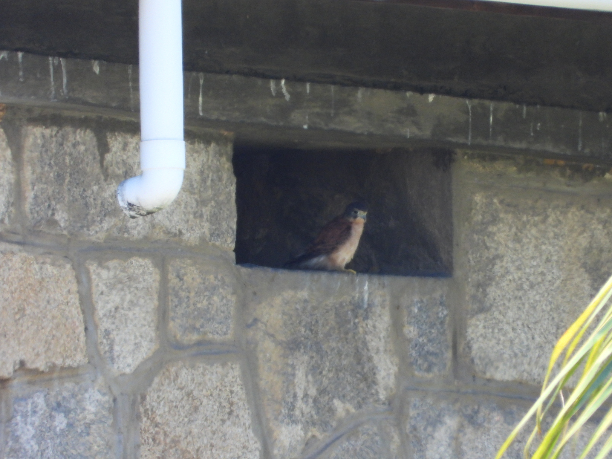 Seychelles Kestrel (Falco araeus), photo 1