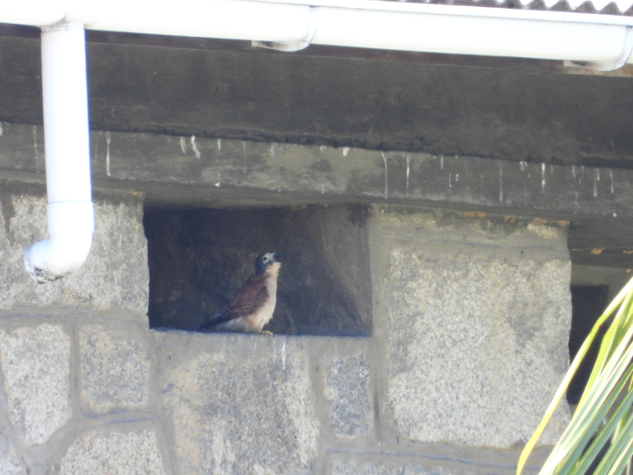 Seychelles Kestrel (Falco araeus), photo 2