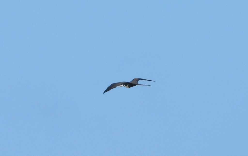 Lesser frigatebird gliding overhead against a grey sky