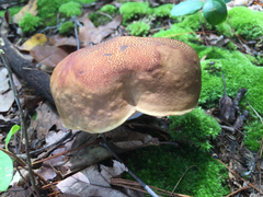 Boletus vermiculosus