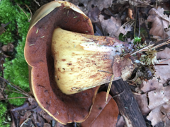 Boletus vermiculosus
